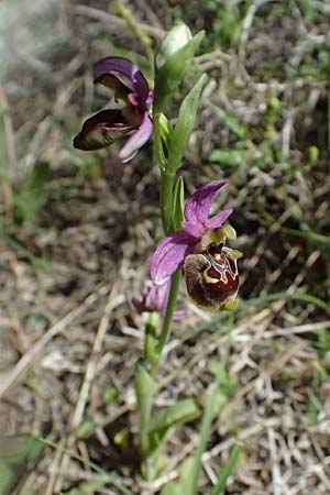 Ophrys ethemeae / Ethemee's Bee Orchid, Kos  Asklepion 13.4.2026 