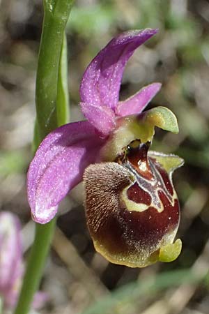 Ophrys ethemeae / Ethemee's Bee Orchid, Kos  Asklepion 13.4.2026 