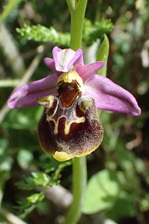 Ophrys ethemeae / Ethemee's Bee Orchid, Kos  Asklepion 13.4.2026 
