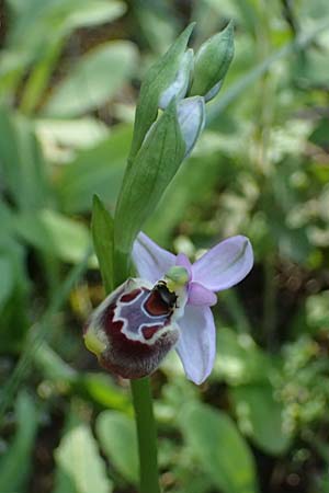 Ophrys ethemeae / Ethemee's Bee Orchid, Kos  Agios Dimitrios 13.4.2026 