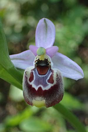Ophrys ethemeae / Ethemee's Bee Orchid, Kos  Agios Dimitrios 13.4.2026 