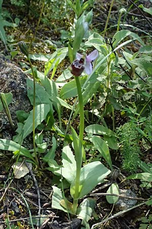 Ophrys ethemeae / Ethemee's Bee Orchid, Kos  Agios Dimitrios 13.4.2026 
