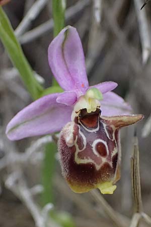 Ophrys ethemeae / Ethemee's Bee Orchid, Kos  Agios Fokas 15.4.2026 