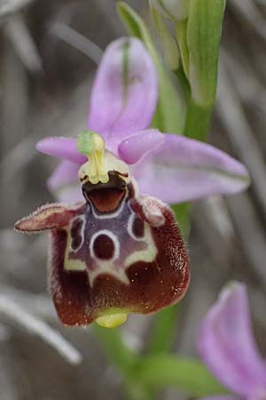 Ophrys ethemeae / Ethemee's Bee Orchid, Kos  Agios Fokas 15.4.2026 