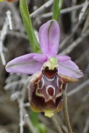Ophrys ethemeae / Ethemee's Bee Orchid, Kos  Agios Fokas 15.4.2026 