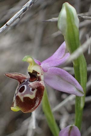Ophrys ethemeae / Ethemee's Bee Orchid, Kos  Agios Fokas 15.4.2026 