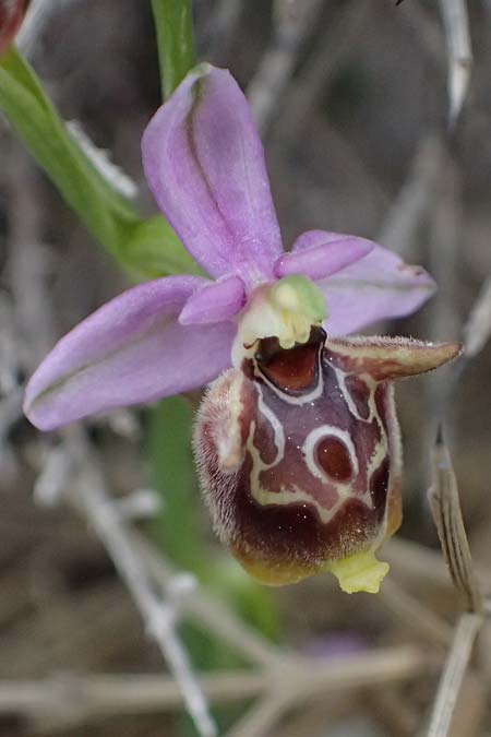 Ophrys ethemeae / Ethemee's Bee Orchid, Kos  Agios Fokas 15.4.2026 
