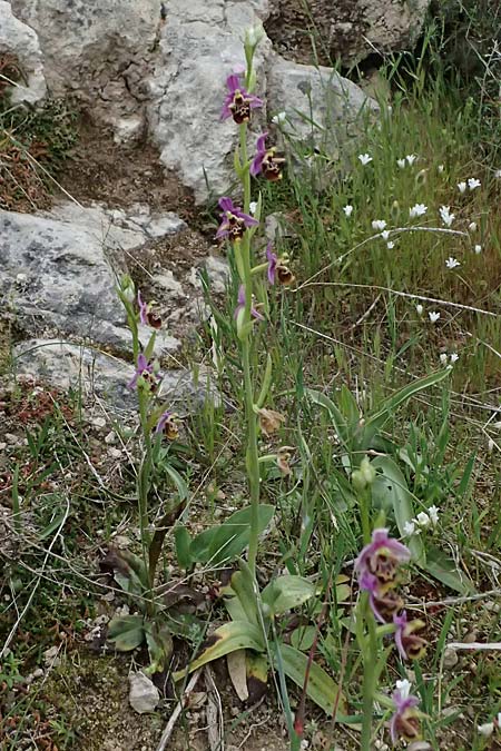 Ophrys ethemeae / Ethemee's Bee Orchid, Kos  Agios Fokas 15.4.2026 