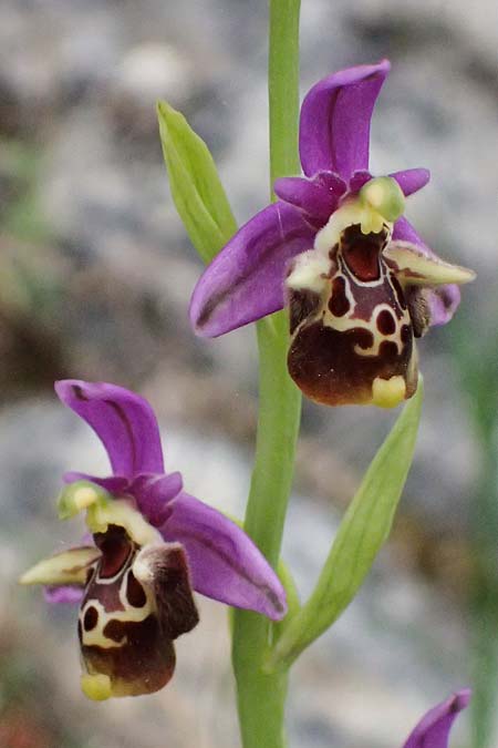 Ophrys ethemeae / Ethemee's Bee Orchid, Kos  Agios Fokas 15.4.2026 