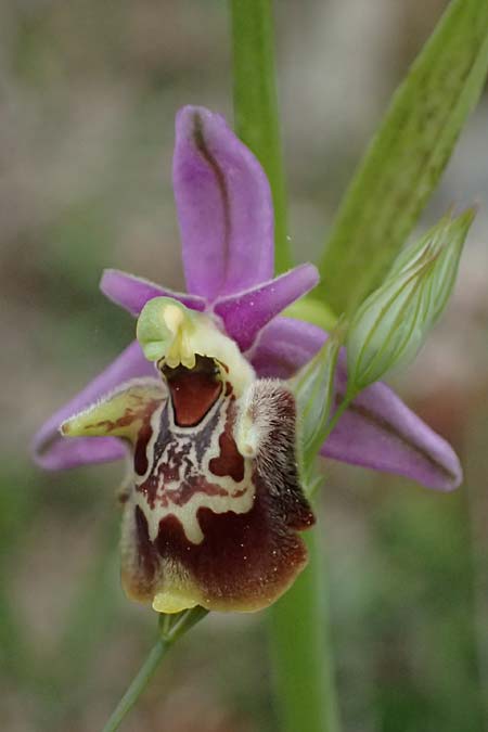 Ophrys ethemeae / Ethemee's Bee Orchid, Kos  Agios Fokas 15.4.2026 