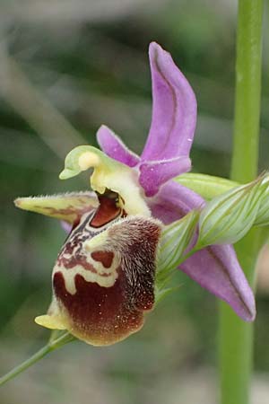 Ophrys ethemeae / Ethemee's Bee Orchid, Kos  Agios Fokas 15.4.2026 