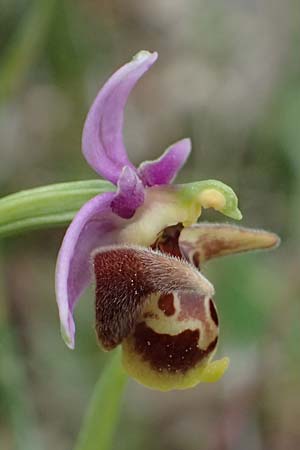 Ophrys ethemeae / Ethemee's Bee Orchid, Kos  Agios Fokas 15.4.2026 