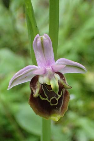 Ophrys ethemeae \ Ethemees Ragwurz / Ethemee's Bee Orchid, Kos  Lagoudi 16.4.2026 