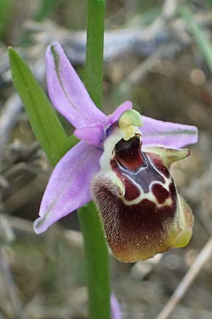Ophrys ethemeae \ Ethemees Ragwurz, Kos  Asklepion 13.4.2026 