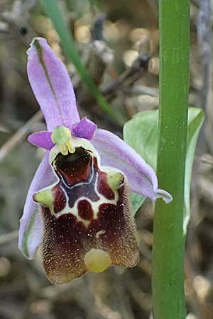 Ophrys ethemeae \ Ethemees Ragwurz, Kos  Asklepion 13.4.2026 