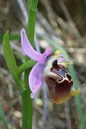 Ophrys ethemeae \ Ethemees Ragwurz, Kos  Asklepion 13.4.2026 
