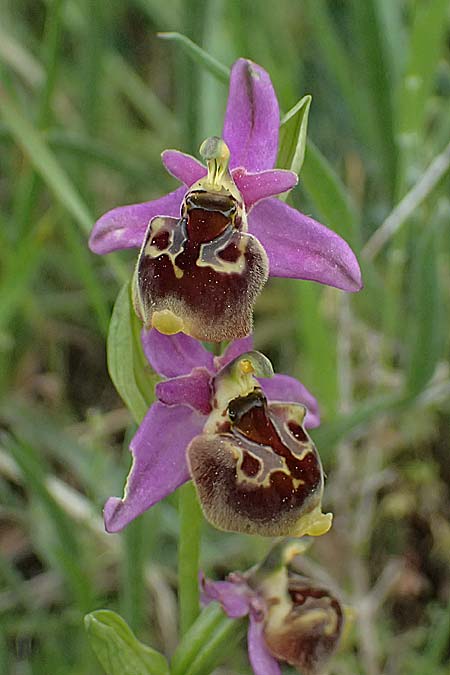 Ophrys homeri / Homer's Bee Orchid, Kos  Psalidi 15.4.2026 