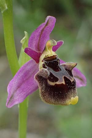 Ophrys homeri / Homer's Bee Orchid, Kos  Psalidi 15.4.2026 