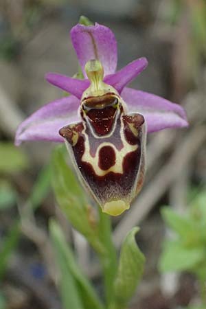 Ophrys homeri / Homer's Bee Orchid, Kos  Psalidi 15.4.2026 