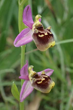 Ophrys homeri / Homer's Bee Orchid, Kos  Psalidi 15.4.2026 