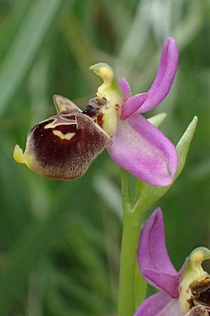 Ophrys homeri / Homer's Bee Orchid, Kos  Psalidi 15.4.2026 