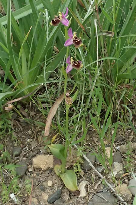 Ophrys homeri / Homer's Bee Orchid, Kos  Psalidi 15.4.2026 