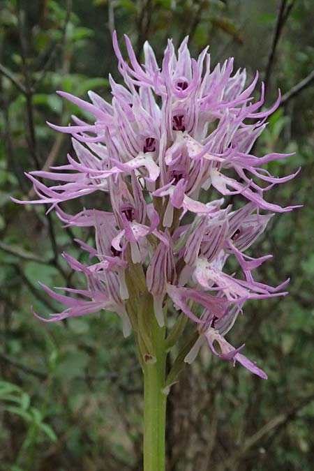Orchis italica \ Italienisches Knabenkraut / Wavy-Leaved Monkey Orchid, Italian Man Orchid, Kos  Zipari 9.4.2026 