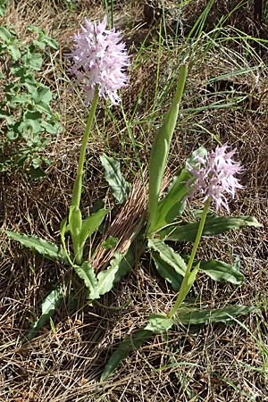 Orchis italica / Wavy-Leaved Monkey Orchid, Italian Man Orchid, Kos  Asomatos 13.4.2026 