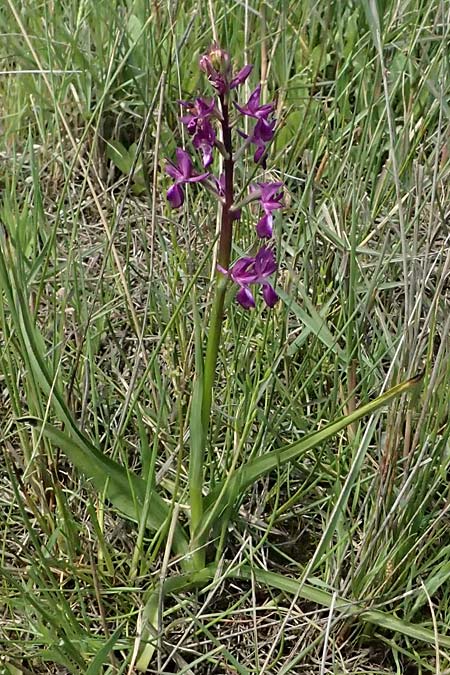 Anacamptis laxiflora \ Lockerbl&uuml;tiges Knabenkraut / Loose-flowered Orchid, Kos  Salt-Lake Alikes 9.4.2026 