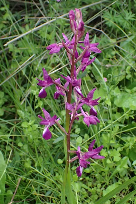 Anacamptis laxiflora \ Lockerbl&uuml;tiges Knabenkraut / Loose-flowered Orchid, Kos  Salt-Lake Alikes 9.4.2026 