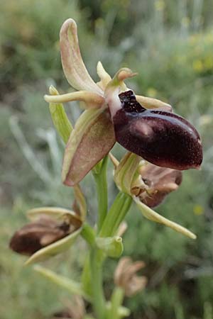 Ophrys mammosa / Mammosa Orchid, Kos  Agios Fokas 15.4.2026 