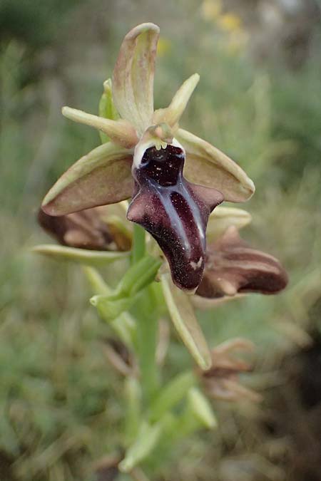 Ophrys mammosa / Mammosa Orchid, Kos  Agios Fokas 15.4.2026 