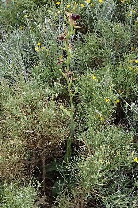 Ophrys mammosa / Mammosa Orchid, Kos  Agios Fokas 15.4.2026 