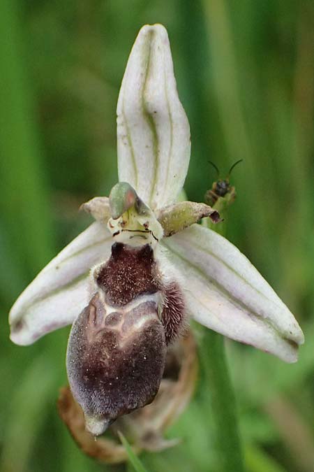 Ophrys spec1 / Orchid, Kos  Psalidi Wetlands 15.4.2026 