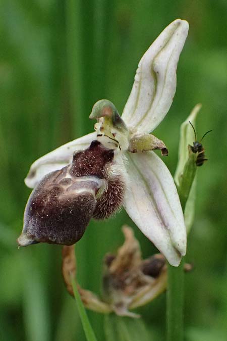 Ophrys spec1 / Orchid, Kos  Psalidi Wetlands 15.4.2026 