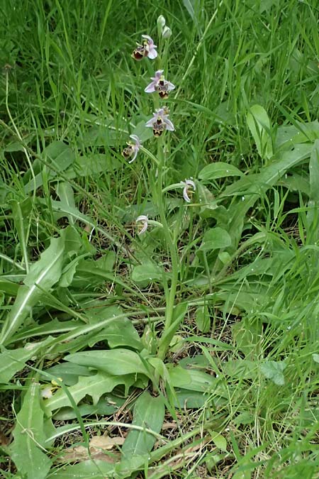 Ophrys umbilicata / Carmel Bee Orchid, Kos  Zipari 9.4.2026 