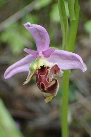 Ophrys ethemeae \ Ethemees Ragwurz, Kos  Zipari 9.4.2026 