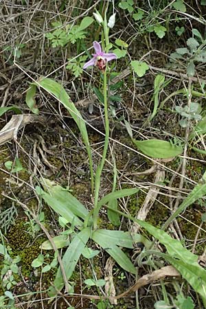 Ophrys ethemeae \ Ethemees Ragwurz (andere Stelle), Kos  Zipari 9.4.2026 