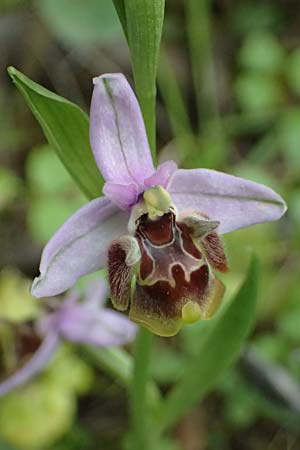 Ophrys ethemeae \ Ethemees Ragwurz, Kos  Zipari 9.4.2026 