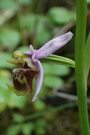 Ophrys ethemeae \ Ethemees Ragwurz, Kos  Zipari 9.4.2026 