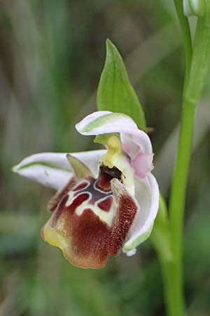Ophrys ethemeae \ Ethemees Ragwurz, Kos  Zipari 9.4.2026 