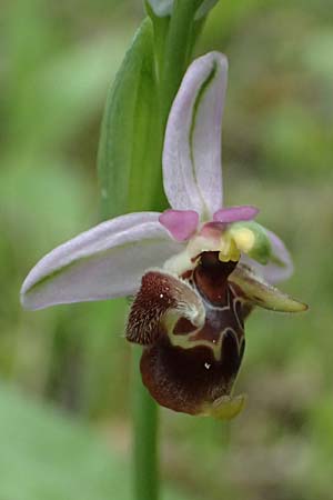 Ophrys ethemeae \ Ethemees Ragwurz, Kos  Zipari 9.4.2026 