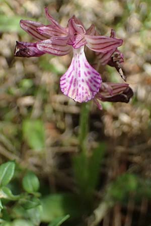 Anacamptis papilionacea subsp. aegaea / Pink Butterfly Orchid, Kos  Asklepion 13.4.2026 