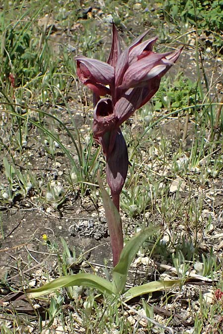 Serapias orientalis \ Orientalischer Zungenst&auml;ndel / Oriental Serapias, Kos  Kephalos 8.4.2026 