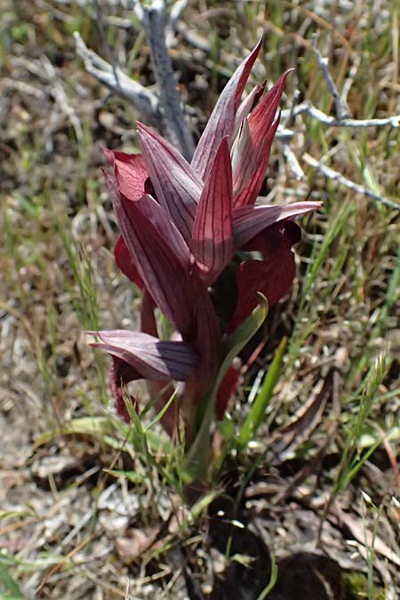 Serapias orientalis \ Orientalischer Zungenst&auml;ndel / Oriental Serapias, Kos  Kephalos 8.4.2026 