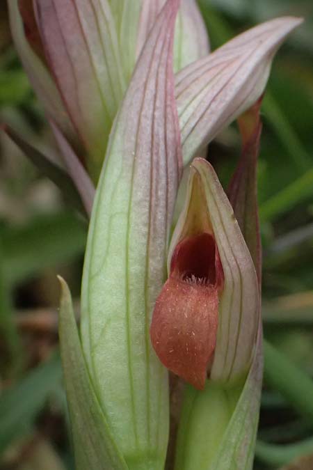 Serapias parviflora / Small Tongue Orchid, Kos  Salt-Lake Alikes 9.4.2026 
