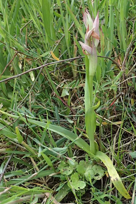 Serapias parviflora / Small Tongue Orchid, Kos  Salt-Lake Alikes 9.4.2026 