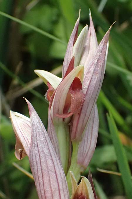 Serapias parviflora / Small Tongue Orchid, Kos  Salt-Lake Alikes 9.4.2026 