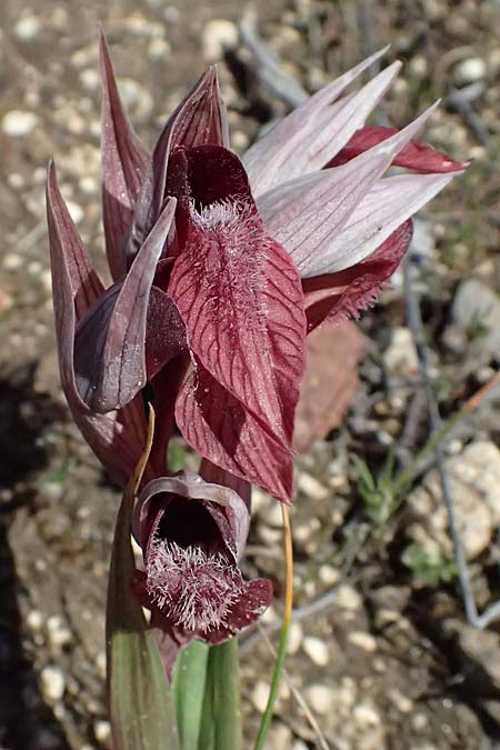 Serapias orientalis var. spaethiae / Spaeth's Serapias, Kos  Kephalos 8.4.2026 