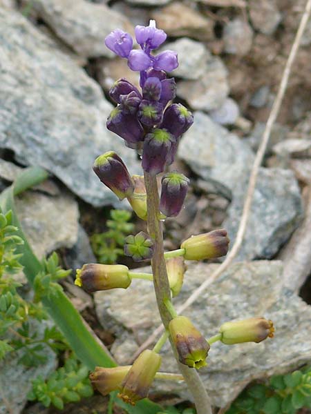 Muscari cycladicum \ Kykladen-Traubenhyazinthe / Cyclades Tassel Hyacinth, Kykladen/Cyclades Andros, Vitali 6.3.2016 (Photo: Eva Knon)